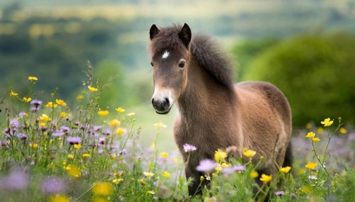 KI generated, animal, animals, mammal, mammals, biotope, habitat, one, individual animal, foraging,