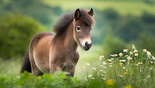 KI generated, animal, animals, mammal, mammals, biotope, habitat, one, individual animal, foraging,