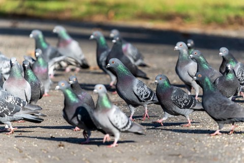 City doves (Columba livia forma domestica) at a feeding site, wildlife, Germany, Europe