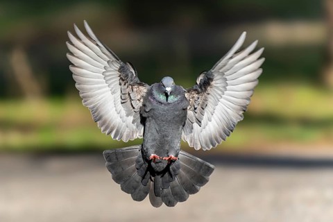 City dove (Columba livia forma domestica) in flight, wildlife, Germany, Europe