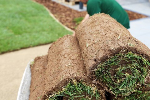 Gardener lays sod
