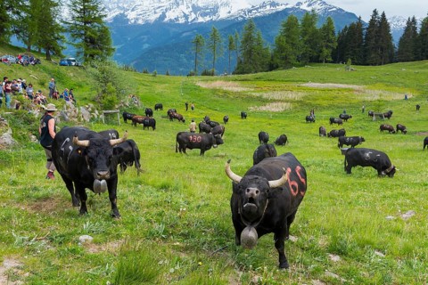 Cow fight of the Herens cows to determine the queen, cow, festival, cattle, alpine pasture, queen,