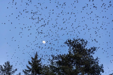 Natural spectacle in the Swabian Alb. Flocks of bramblings (Fringilla montifringilla) spend the