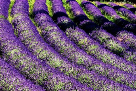 Rows of lavender (Lavandula angustifolia) near Valensole, Provence-Alpes-Cote d'Azur region,