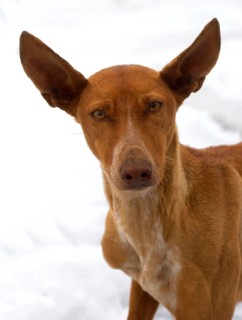 Canary greyhound (podenco canario) on snow covered Roque de los Muchachos, La Palma, Canary