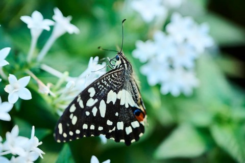 Lime butterfly (Papilio demoleus) sitting on a flower, Germany, Europe
