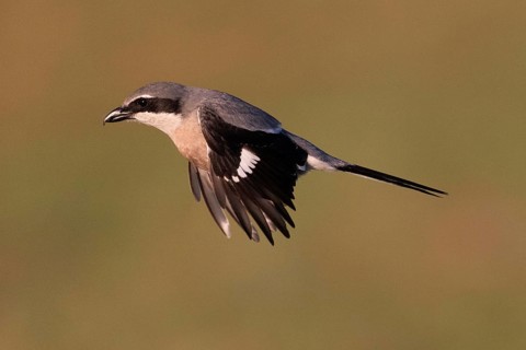 Iberian Grey Shrike (Lanius meridionalis), Southern Grey Shrike, in flight, Fuerteventura,