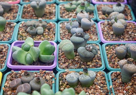 Small succulent plants background. greenhouse, top view, floral texture