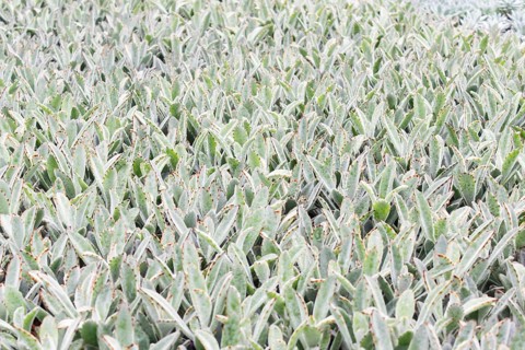 Small succulent plants background. greenhouse, top view, floral texture