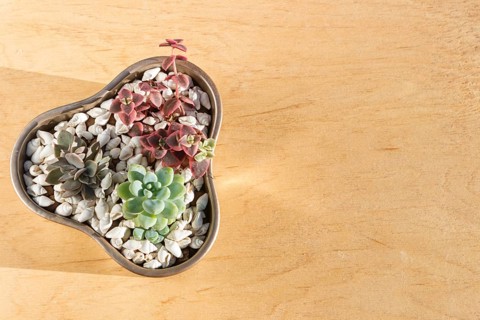 Small succulents in a ceramic pot on a wooden background with copy space. top view
