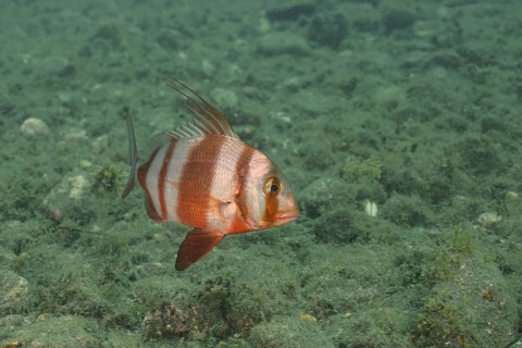 Redbanded seabream (Pagrus auriga), sea bream, dive site El Cabron marine reserve, Arinaga, Gran
