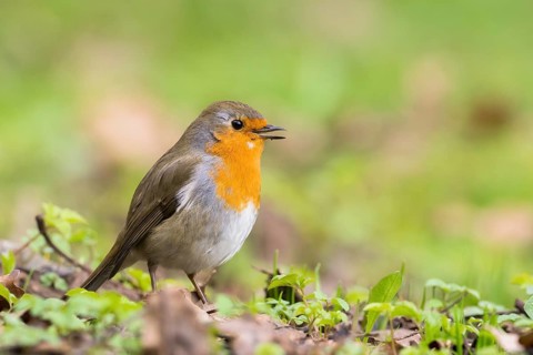 A robin (Erithacus rubecula) stands in a meadow with a soft, green background, Hesse, Germany,