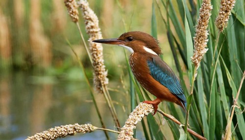 KI generated, animal, animals, bird, birds, biotope, habitat, a, individual, water, perch, reeds,