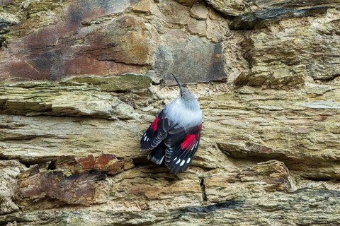 Wallcreeper (Tichodroma muraria) foraging on a wall, wildlife, Germany, Europe
