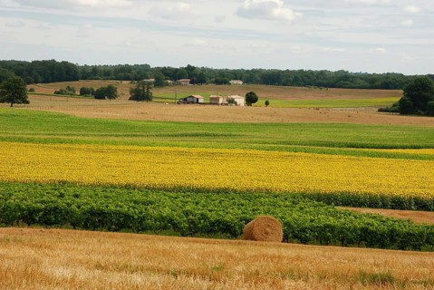 Round straw bales in harvested fields