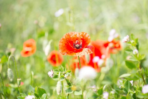 Poppy flowers (Papaver rhoeas), Freising, Upper Bavaria, Bavaria, Germany, Europe