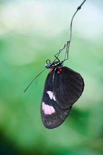 Sara longwing (Heliconius sara) butterfly hanging in a greenhouse, Germany, Europe