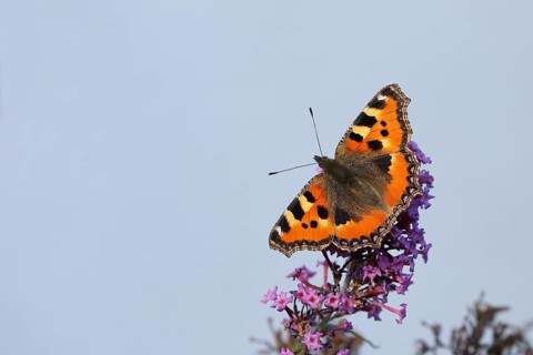 Small tortoiseshell (Aglais urticae), on summer lilac or butterfly-bush (Buddleja davidii), Wilden,