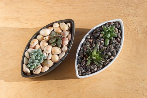 Small succulents in a ceramic pot on a wooden background