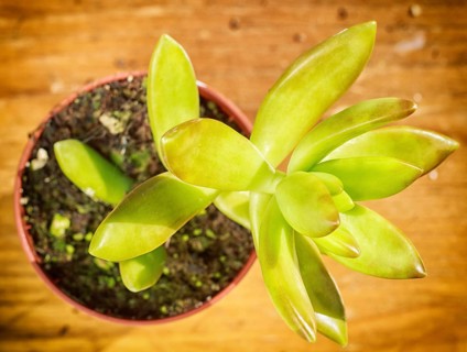 Beautiful little plant, succulent in a small flower pot. on the wooden background