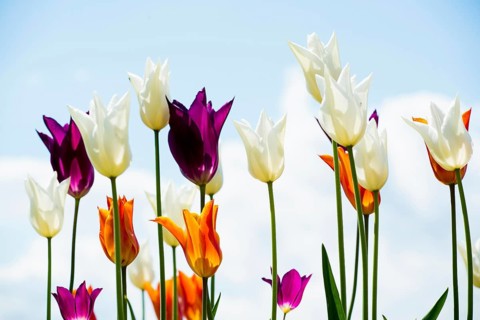 Blooming tulips, lakeside promenade, Ueberlingen, Lake Constance, Baden-Wuerttemberg, Germany,