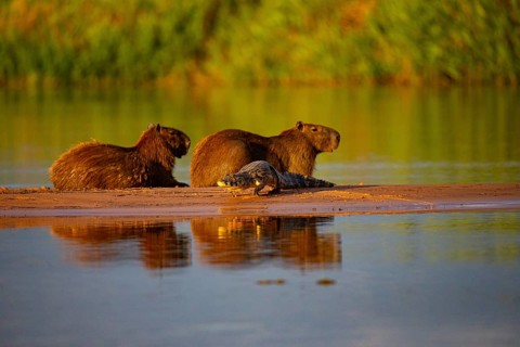 Capybara (Hydrochaeris hydrochaeris) Spectacled caiman Pantanal Brazil