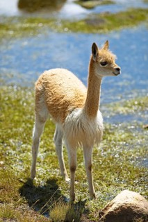 Vicuna or vicuna (Vicugna vicugna) at a waterhole in the Andean highlands, Andahuaylas, Apurimac.