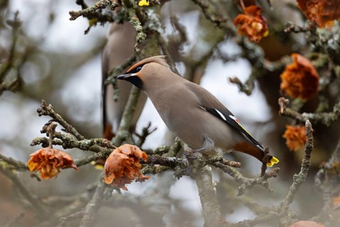 Bohemian waxwing (Bombycilla garrulus), winter visitor, invasion bird, Thuringia, Germany, Europe