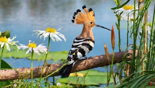 KI generated, animal, animals, bird, birds, biotope, habitat, a, individual, water, reeds, water