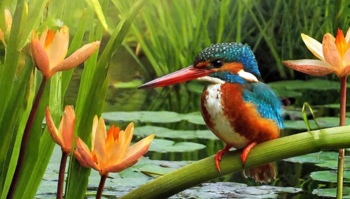 KI generated, animal, animals, bird, birds, biotope, habitat, a, individual, water, perch, reeds,