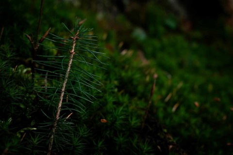 Spruce seedling (Picea abies) growing in moss, close-up, Neubeuern, Germany, Europe