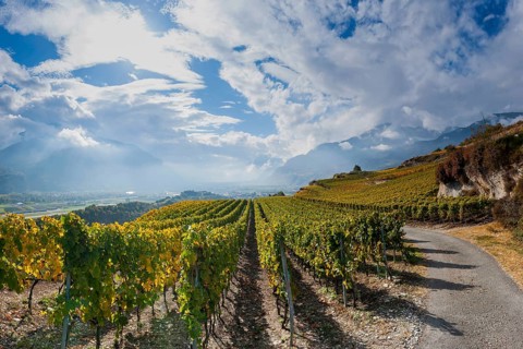 Vines in the Swiss Rhone Valley, wine, grapevine, agriculture, agribusiness, farming, wine-growing