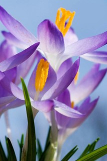 Spring crocus (Crocus Vernus) Munich, Bavaria, Germany, Europe