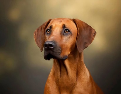 Dog, young dog, puppy, Rhodesian Ridgeback, recognised dog breed from South Africa (picture AI