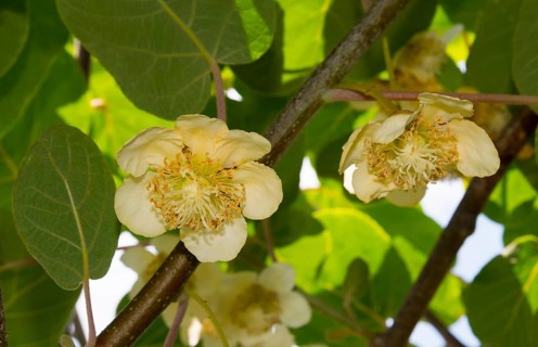 Kiwi, kiwi flower (Actinidia), Eastern Macedonia and Thrace, Greece, Europe