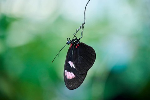 Sara longwing (Heliconius sara) butterfly hanging in a greenhouse, Germany, Europe