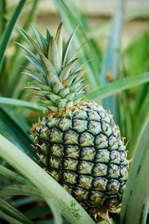 Pineapple (Ananas comosus) fruit growing in a greenhouse, Germany, Europe