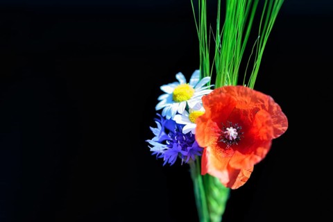 Red poppy flower (Papaver rhoeas), green barleys (Hordeum vulgare), cornflower (Centaurea cyanus),