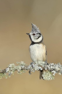 Crested tit (Lophophanes cristatus), sitting on a branch overgrown with reindeer lichen (Cladonia