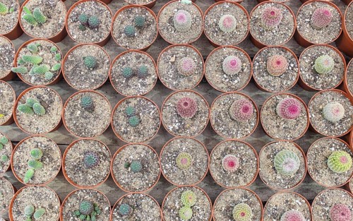 Small succulent plants background. greenhouse, top view, floral texture