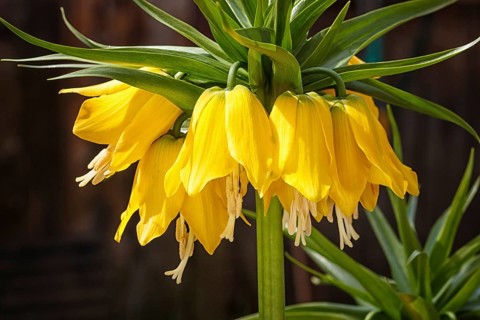 Crown imperial fritillary (Fritillaria imperialis) flowers. Yellow color of the flowers and with