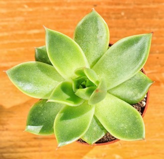 Beautiful little plant, succulent in a small flower pot. on the wooden background