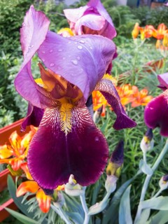 Iris flower with water droplets in the garden
