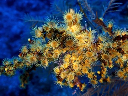 Yellow cluster anemone (Parazoanthus axinellae), dive site Las Cabras, La Palma, Canary Islands,