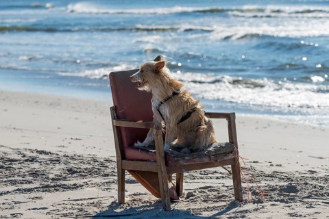 Podengo Portugues (rough coat) bitch on a washed up upholstered chair on the beach, Henne Region