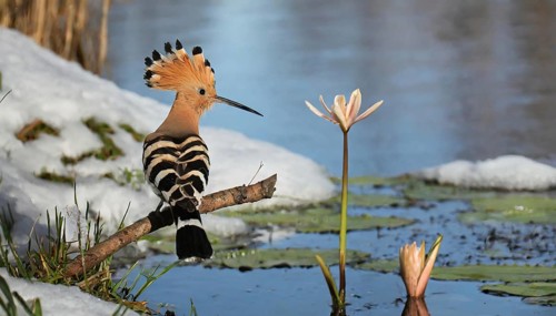 KI generated, animal, animals, bird, birds, biotope, habitat, one, individual, water, reeds, water
