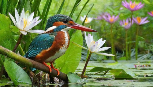 KI generated, animal, animals, bird, birds, biotope, habitat, a, individual, water, perch, reeds,