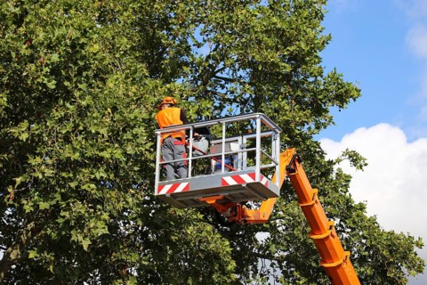 Workers on the work platform pruning or maintaining trees