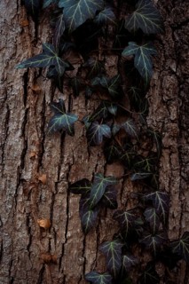 Common ivy (Hedera helix) on a tree trunk, close-up, Neubeuern, Germany, Europe