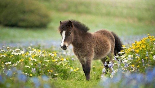KI generated, animal, animals, mammal, mammals, biotope, habitat, one, individual animal, foraging,